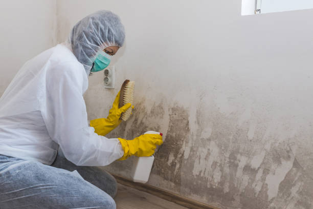 Best Basement Mold Remediation in Leavenworth, KS