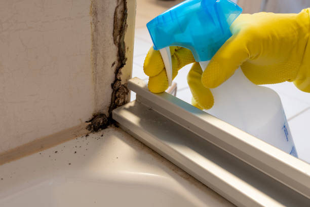 Best Localized Mold Remediation (e.g., coastal areas, humid climates) in Leavenworth, KS