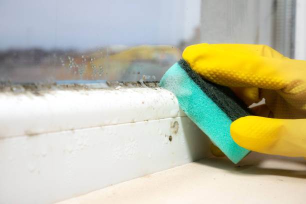Best White Mold Remediation in Leavenworth, KS