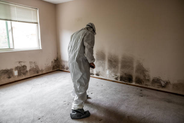 Best Insurance-Related Mold Remediation in Leavenworth, KS