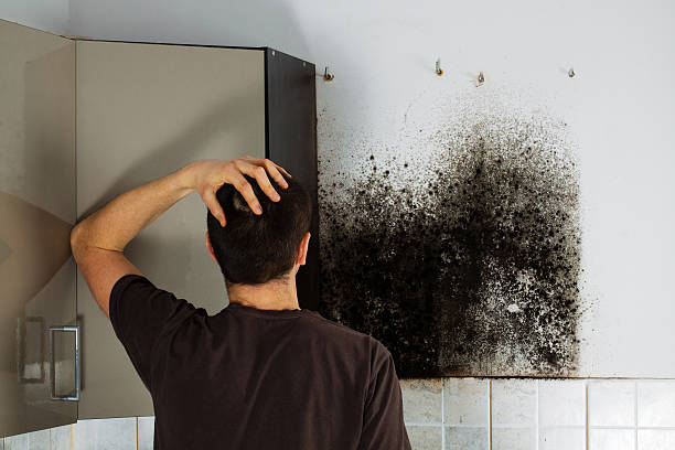 Best Mold Testing and Inspection Services in Leavenworth, KS