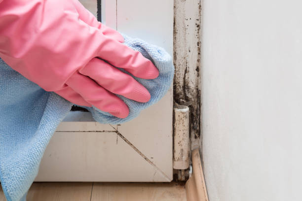 Trusted Leavenworth, KS Mold Remediation Experts