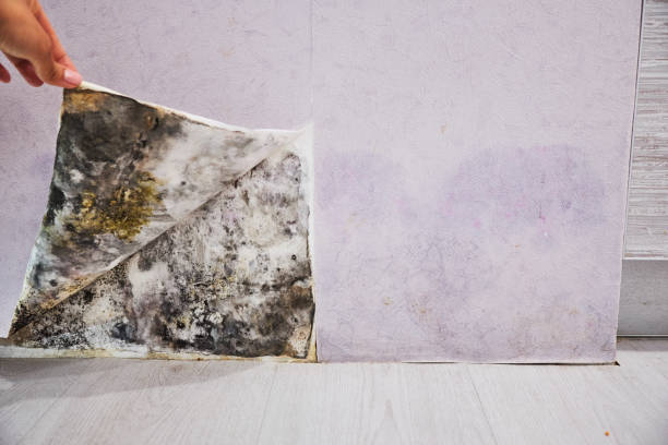 Best Post-Flood Mold Remediation in Leavenworth, KS